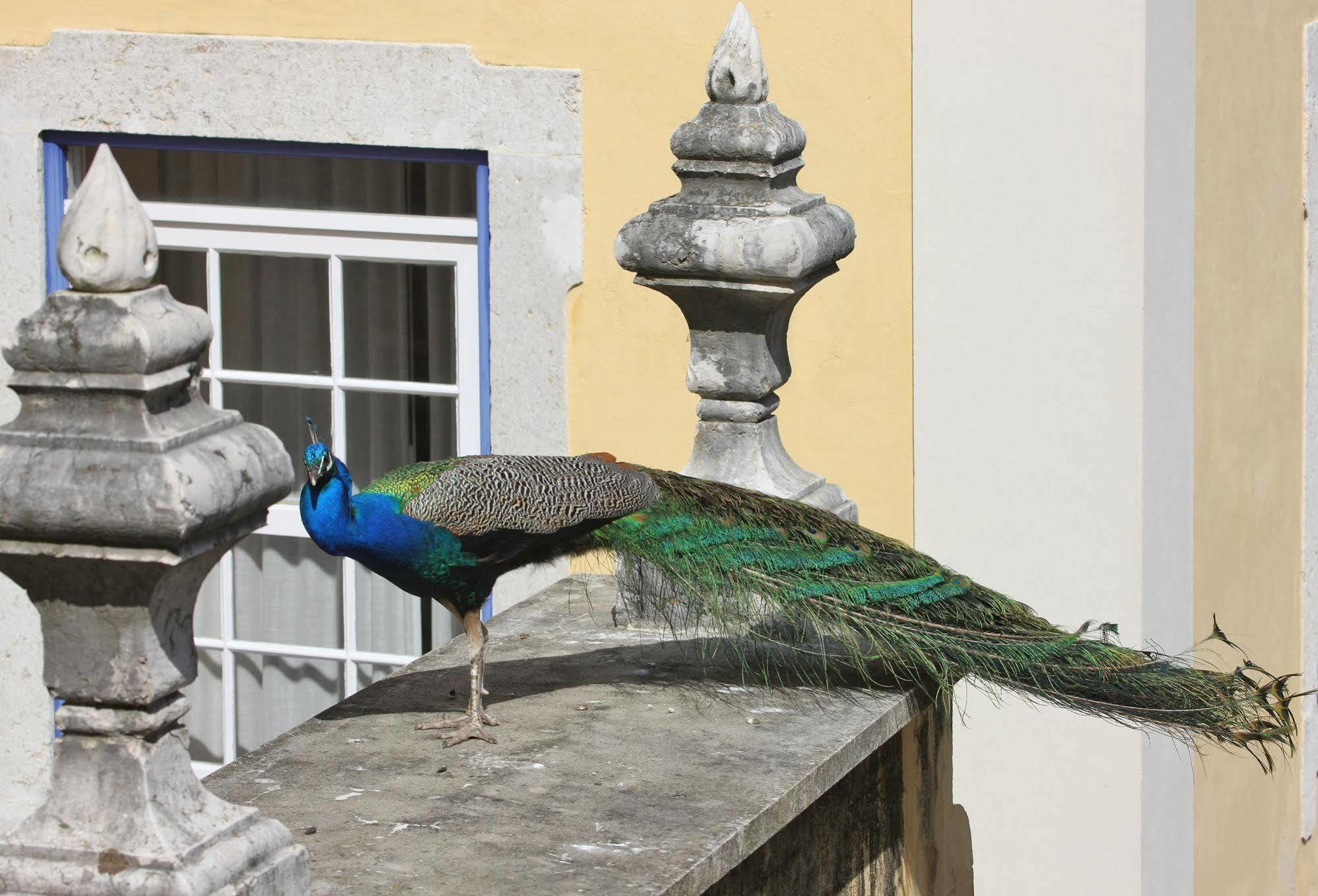 Solar Do Castelo - Lisbon Heritage Collection - Alfama Eksteriør bilde